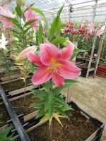 [4543 VH19 No01.JPG]